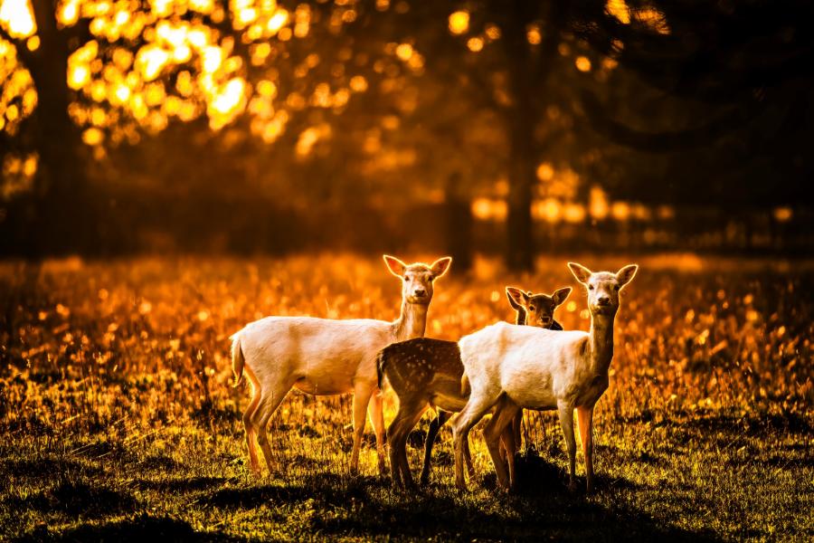Deer in the Twilight
