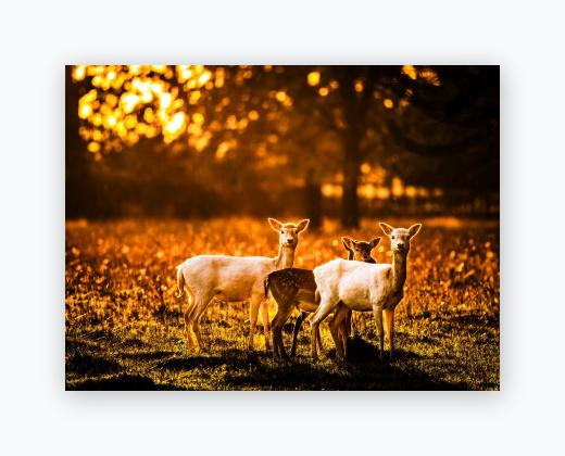 Lustre Print 12x16 - Lustre Print 12x16