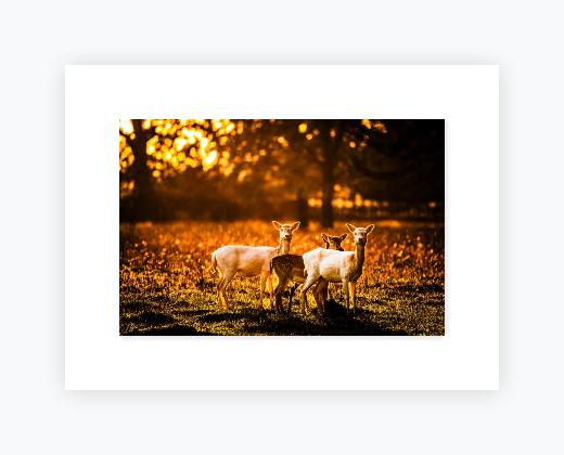Mounted Print 12x16 (A3), Snow White Mount - Mounted Print 12x16 (A3), Snow White Mount