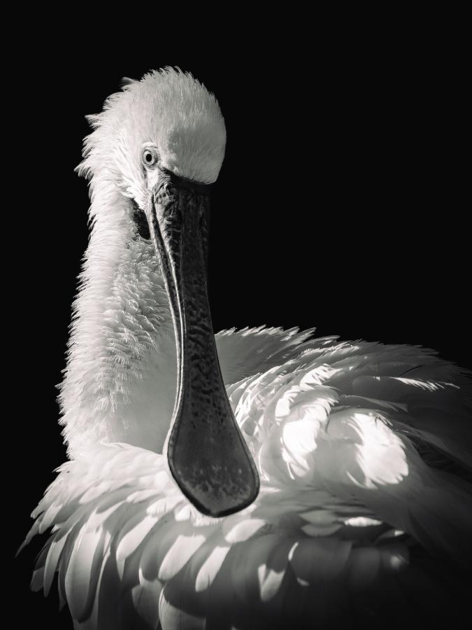 Feather and Void