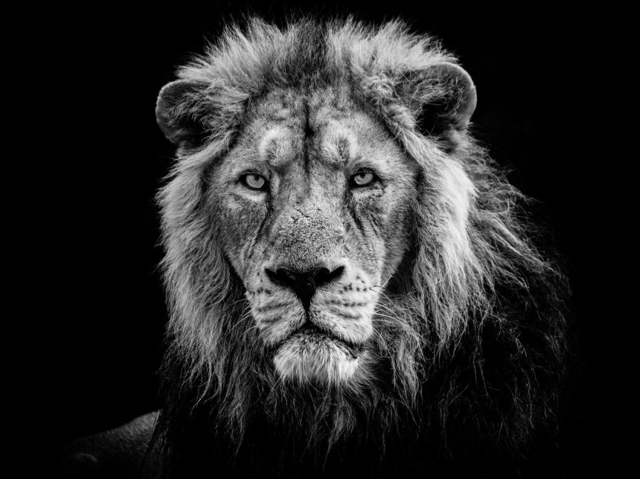 The King's Stare