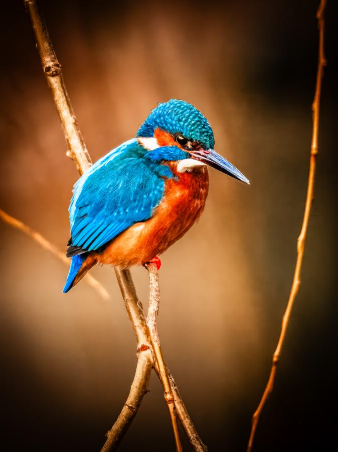 Tranquil Treasure